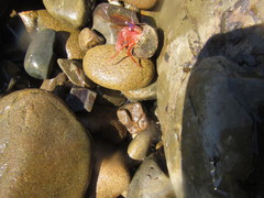 Lophopagurus thompsoni
