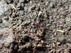 Pheidole capensis