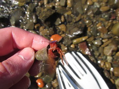 Lophopagurus thompsoni