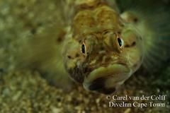 Caffrogobius nudiceps