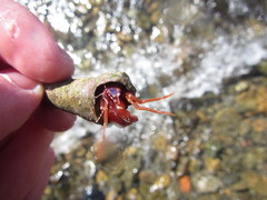 Lophopagurus thompsoni