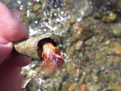 Lophopagurus thompsoni