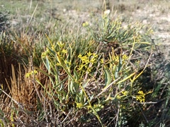 Bupleurum fruticescens