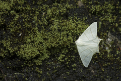 Ourapteryx pallidula