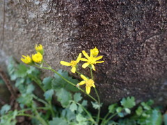 Cineraria dieterlenii