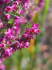 Erica hispidula