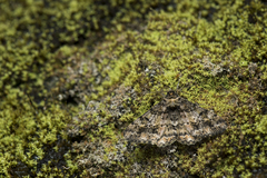 Alcis taiwanovariegata