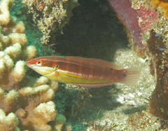 Coris caudimacula