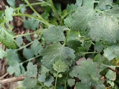 Cineraria dieterlenii