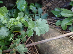 Cineraria dieterlenii