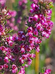 Erica hispidula