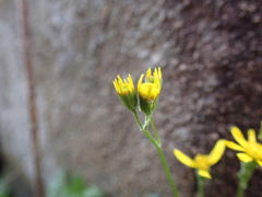 Cineraria dieterlenii