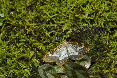 Epobeidia lucifera extranigricans