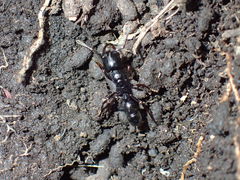 Plectroctena strigosa