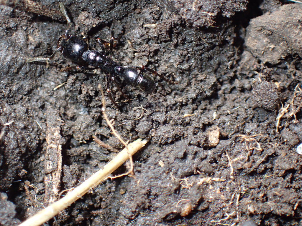 Plectroctena strigosa