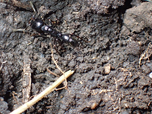 Plectroctena strigosaPlectroctena strigosa