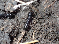 Plectroctena strigosa