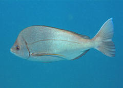 Polyamblyodon gibbosus