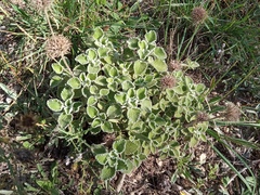 Marrubium supinum