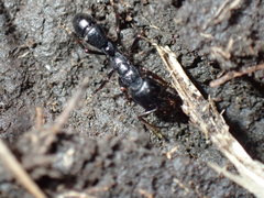 Plectroctena strigosa