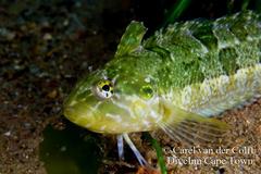 Clinus superciliosus