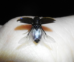 Tropisternus lateralis