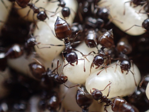 Crematogaster peringueyi gedeonCrematogaster peringueyi gedeon