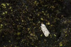 Characoma glaucopasta
