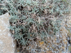 Hormathophylla spinosa