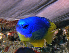 Pomacentrus caeruleus