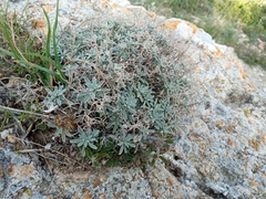 Hormathophylla spinosa
