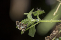 Paracymoriza taiwanalis