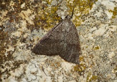 Pachycnemia tibiaria