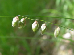 Melica nutans