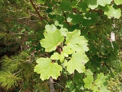 Acer granatense