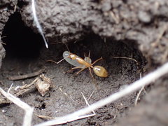 Camponotus importunus
