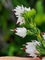 Erica lehmannii