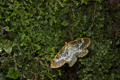 Obeidia gigantearia