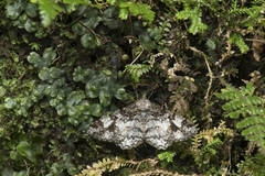 Alcis admissaria