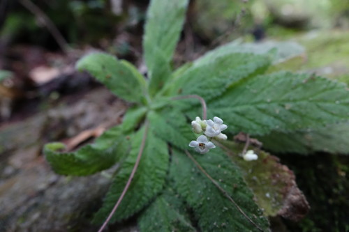 Streptocarpus ibityensis