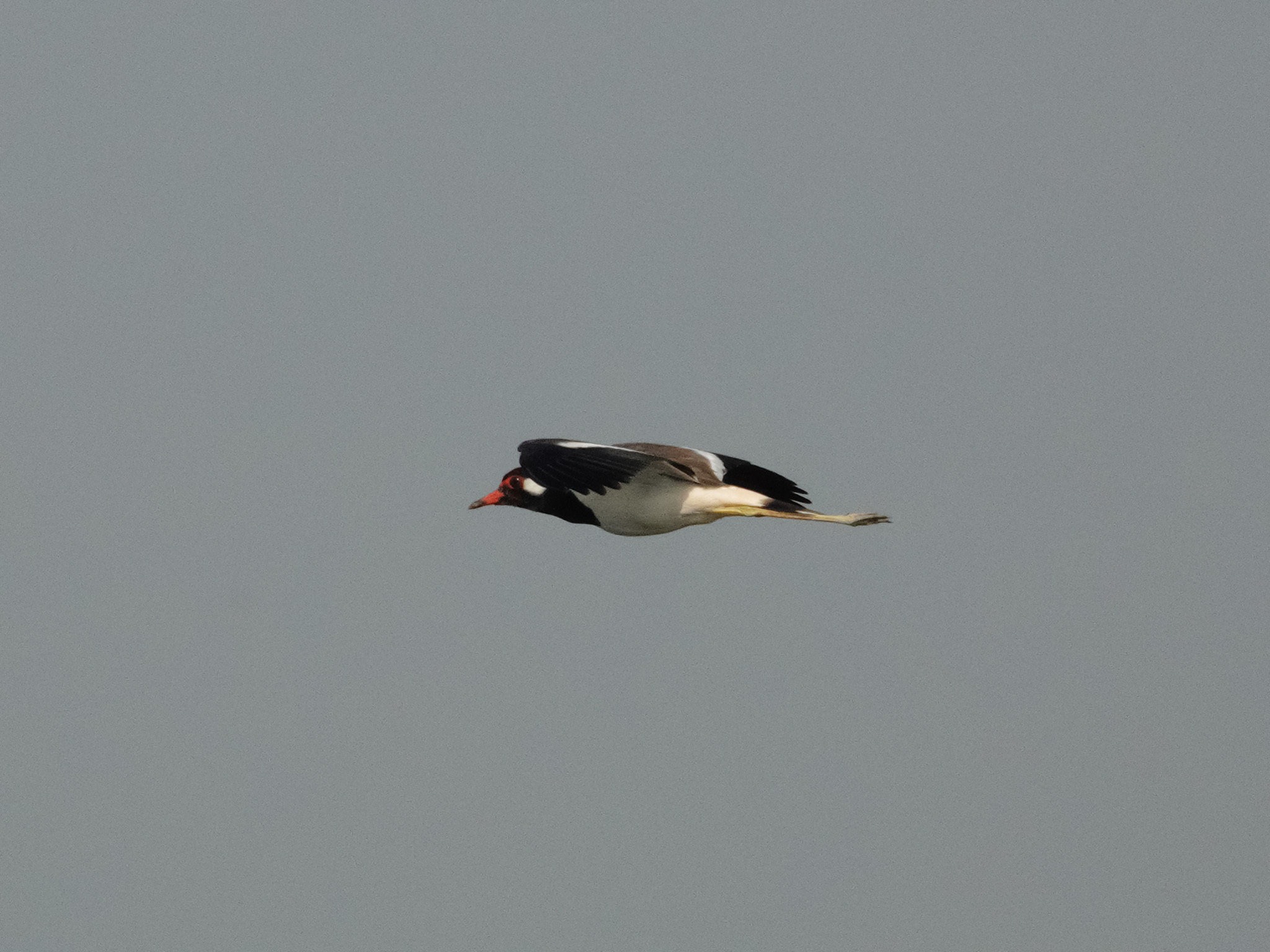Red-wattled Lapwing