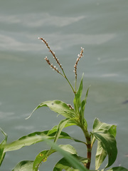 Persicaria attenuata