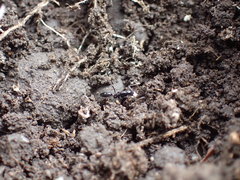 Leptogenys intermedia