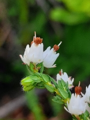 Erica lehmannii