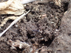 Leptogenys intermedia