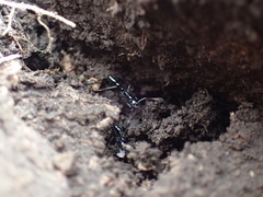 Leptogenys intermedia