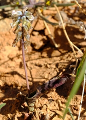 Lachenalia bolusii