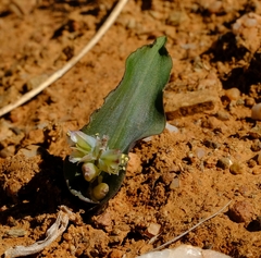 Lachenalia bolusii