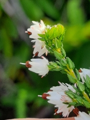 Erica lehmannii