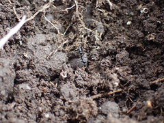 Leptogenys intermedia